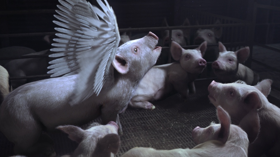 Animals Australia takes flight in new emotional campaign via VANDAL