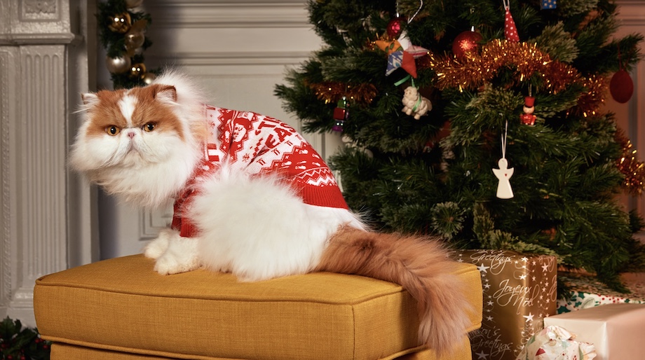 KFC drops limited-edition Chrissy jumpers for Aussies and fur babies in new campaign via Ogilvy
