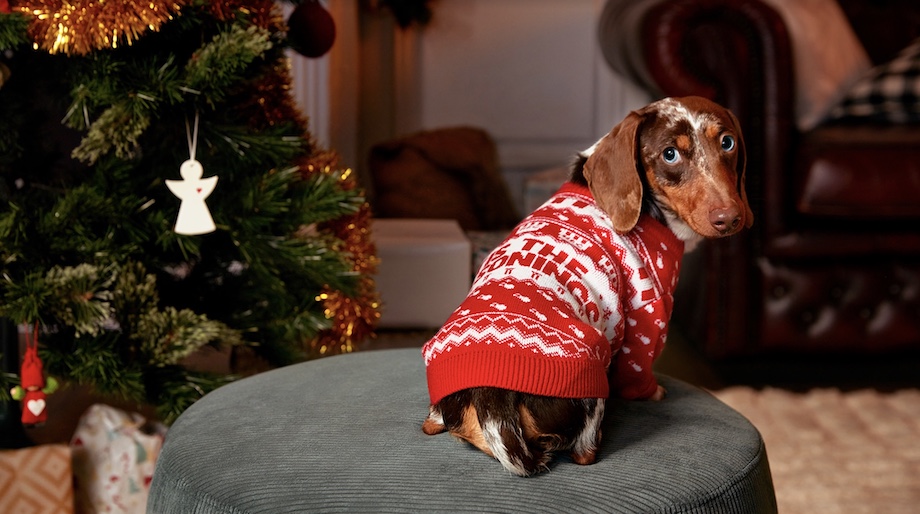 KFC drops limited-edition Chrissy jumpers for Aussies and fur babies in new campaign via Ogilvy