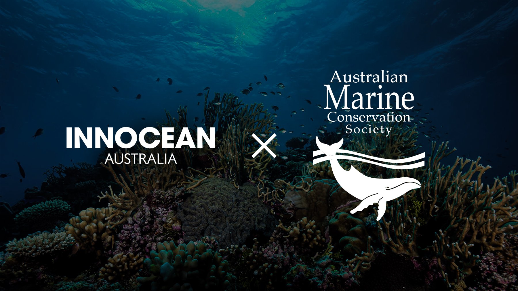 The Australian Marine Conservation Society appoints Innocean as new creative agency