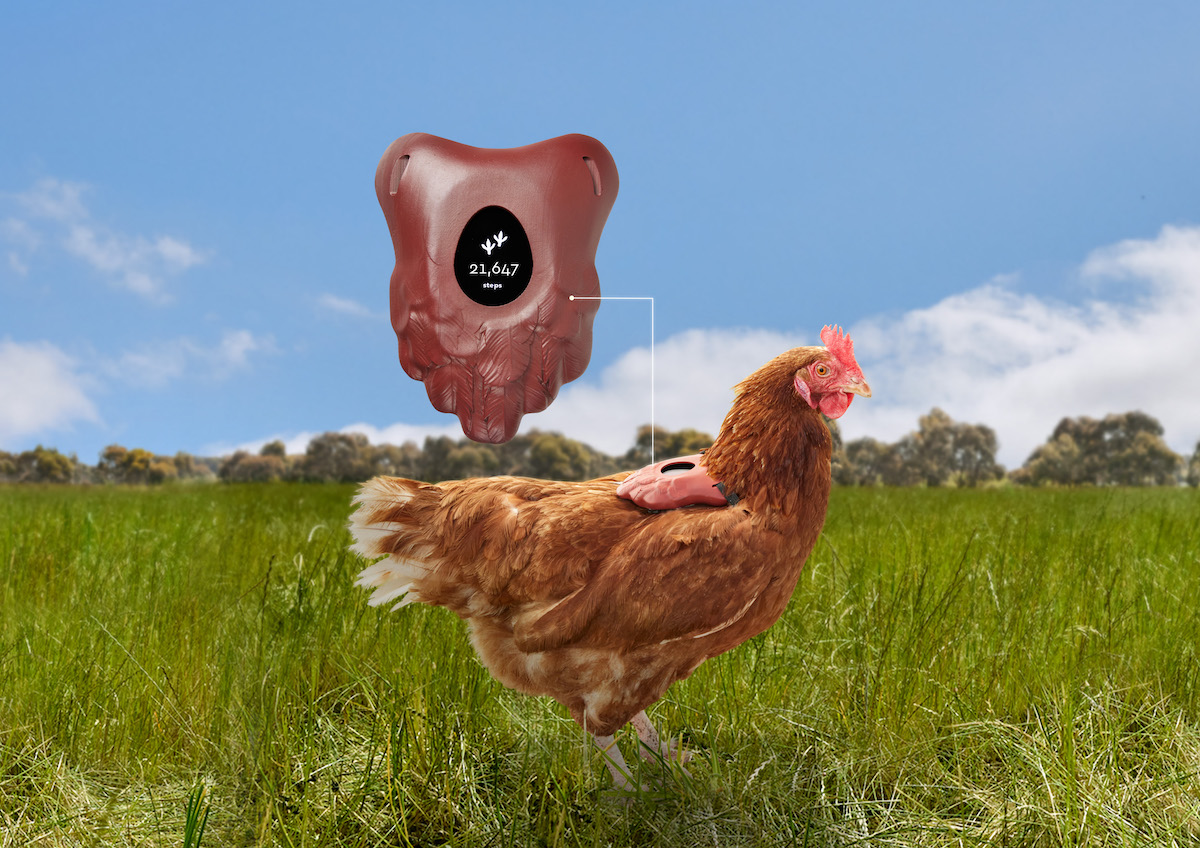 Honest Eggs Co. launches FitChix fitness trackers designed for chickens via VMLY&R and AIRBAG