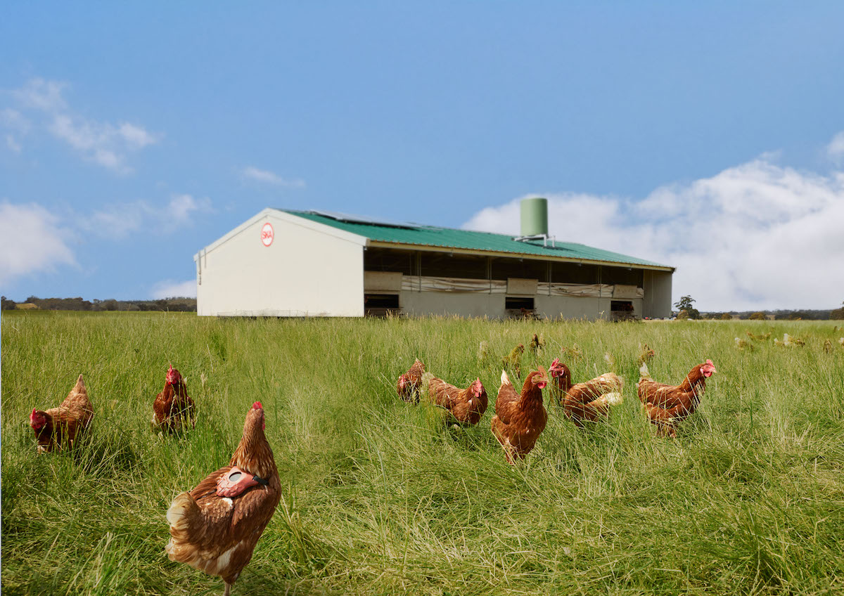 Honest Eggs Co. launches FitChix fitness trackers designed for chickens via VMLY&R and AIRBAG