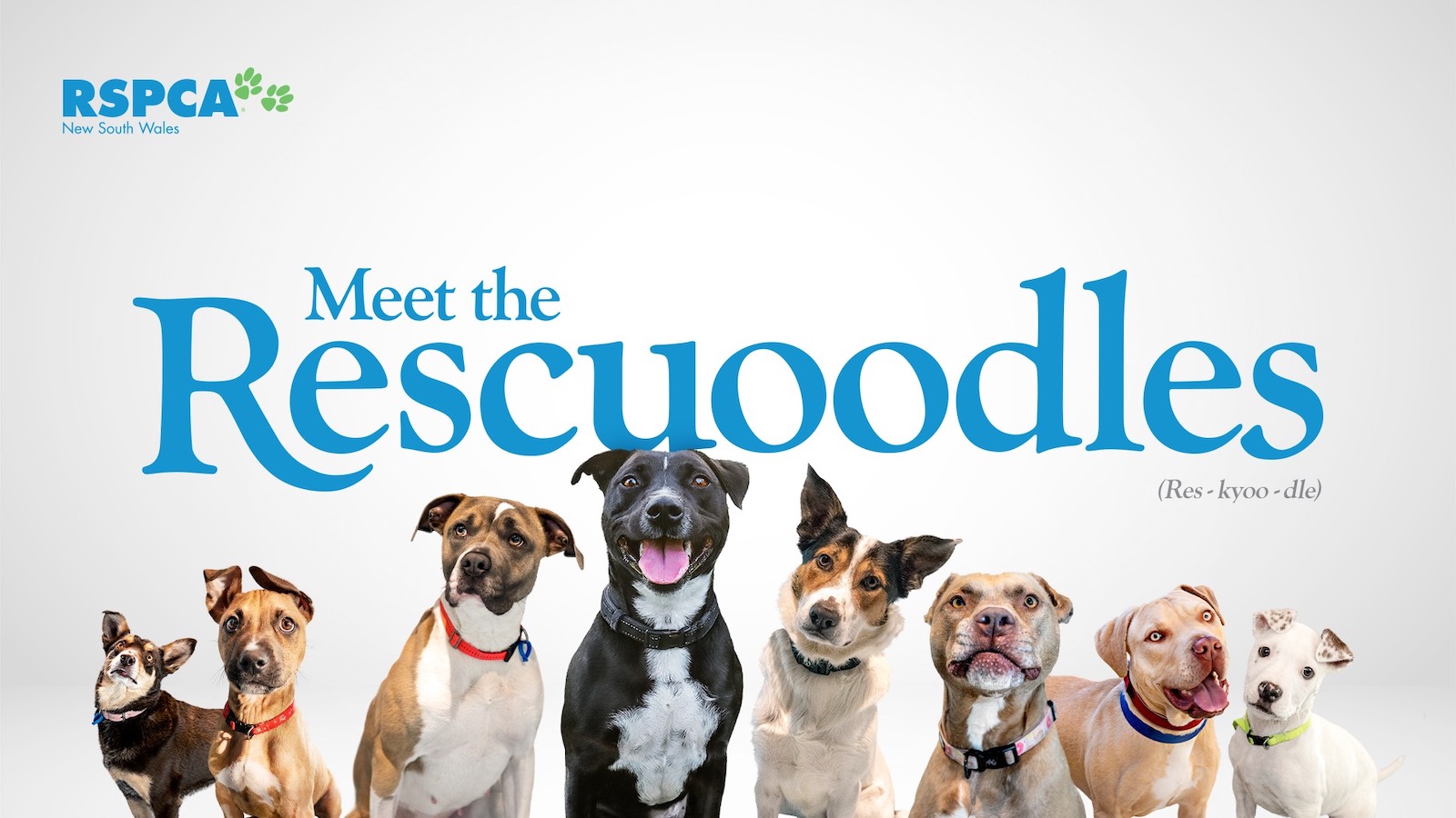 RSPCA NSW introduces inclusive rescue breed ‘Rescuoodles’ in new campaign via M&C Saatchi