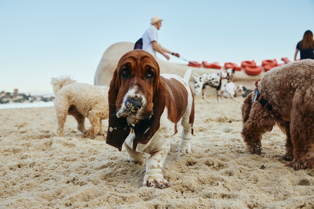 Dogs dig up prehistoric looking bone to launch new pet retailer Swaggle via The General Store