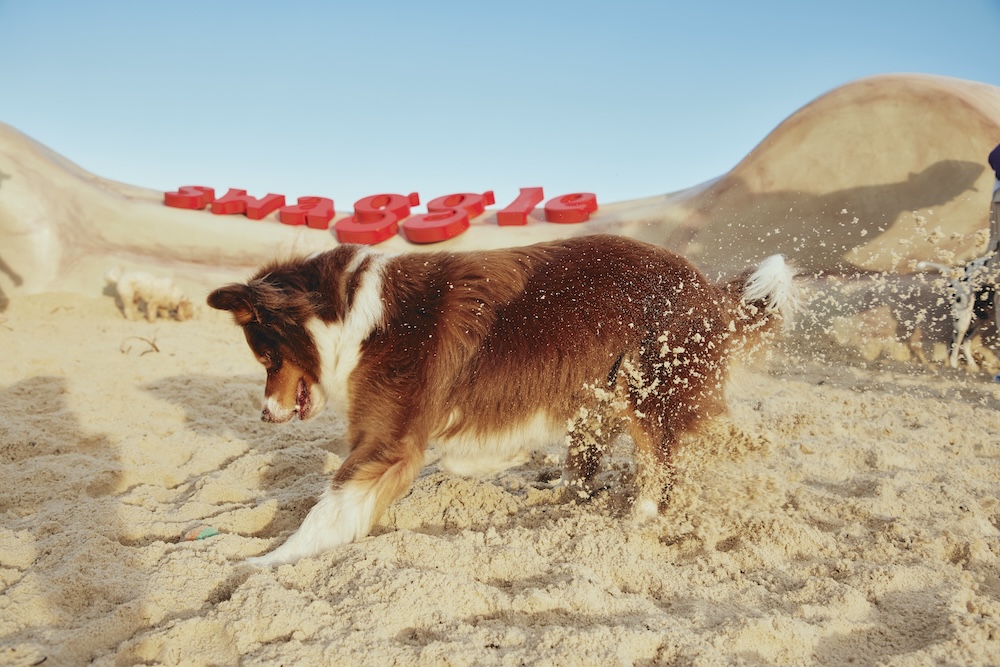 Dogs dig up prehistoric looking bone to launch new pet retailer Swaggle via The General Store
