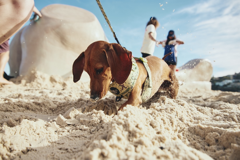 Dogs dig up prehistoric looking bone to launch new pet retailer Swaggle via The General Store