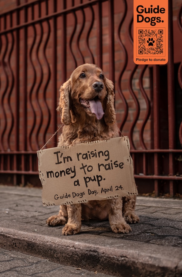 Ordinary dogs unite for Guide Dogs SA/NT in latest fundraising campaign via kwpx Adelaide