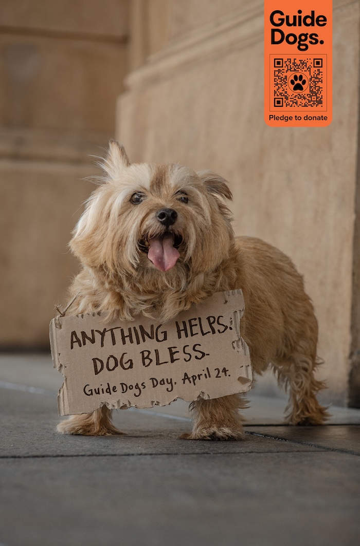 Ordinary dogs unite for Guide Dogs SA/NT in latest fundraising campaign via kwpx Adelaide