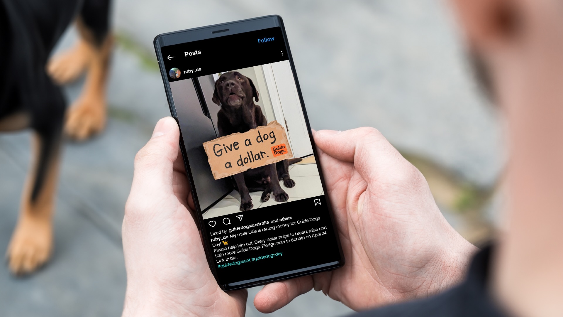 Ordinary dogs unite for Guide Dogs SA/NT in latest fundraising campaign via kwpx Adelaide