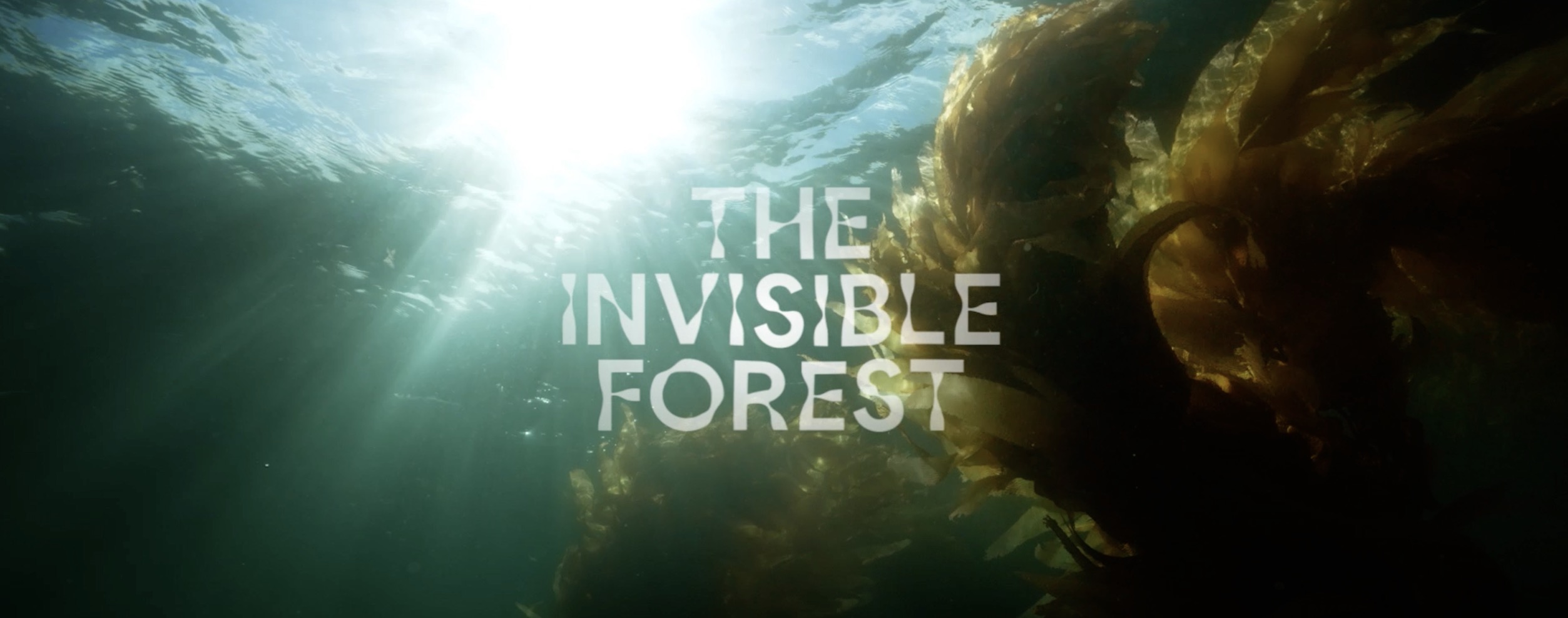 New campaign ‘The Invisible Forest’ launches via Emotive to showcase how Google AI is helping restore Tasmania’s giant kelp forests