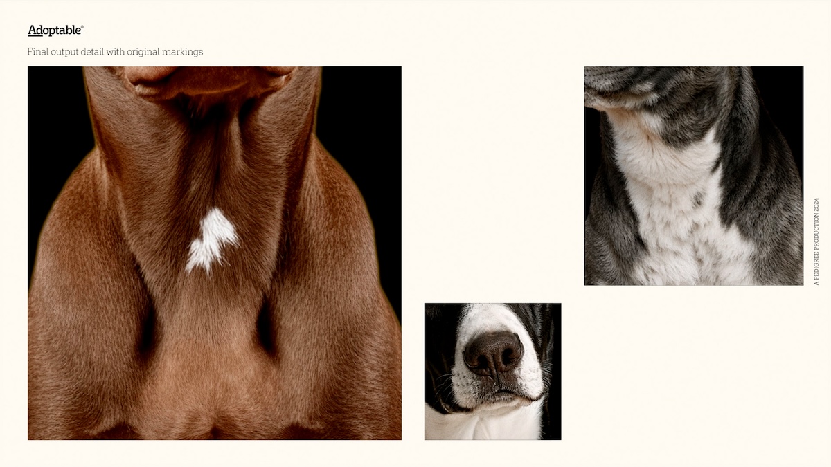 Pedigree puts real dogs from local shelters at the centre in new ‘Adoptable’ campaign via Colenso BBDO and Nexus Studios