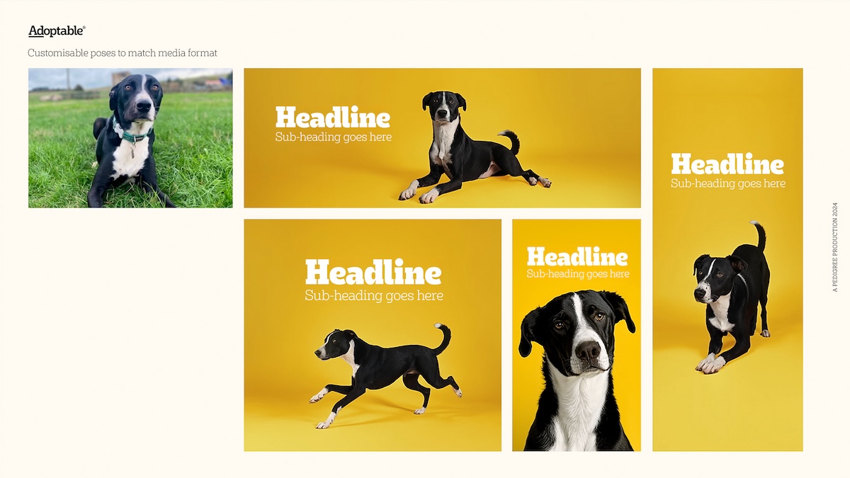 Pedigree puts real dogs from local shelters at the centre in new ‘Adoptable’ campaign via Colenso BBDO and Nexus Studios