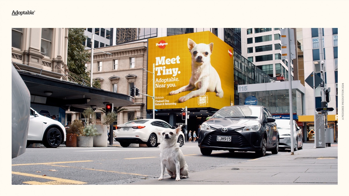 Pedigree puts real dogs from local shelters at the centre in new ‘Adoptable’ campaign via Colenso BBDO and Nexus Studios