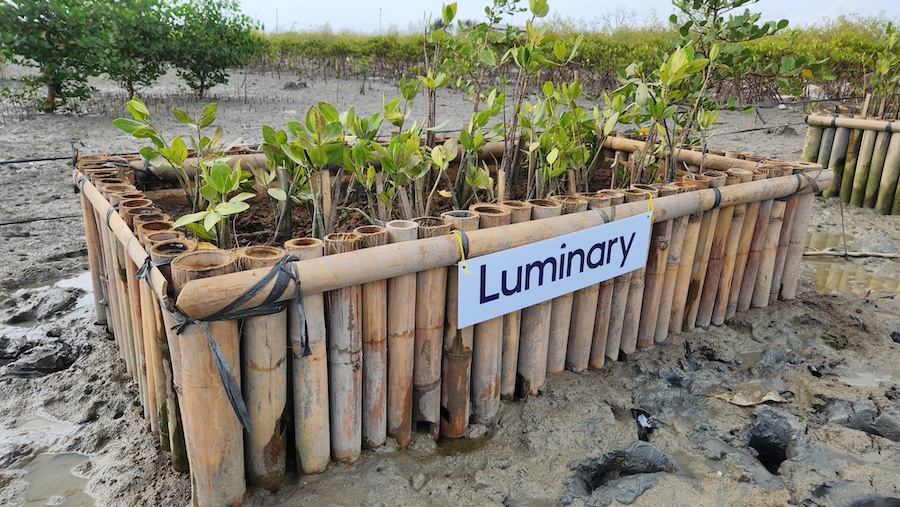 Luminary marks 25 years by offsetting CO2 back to 1999