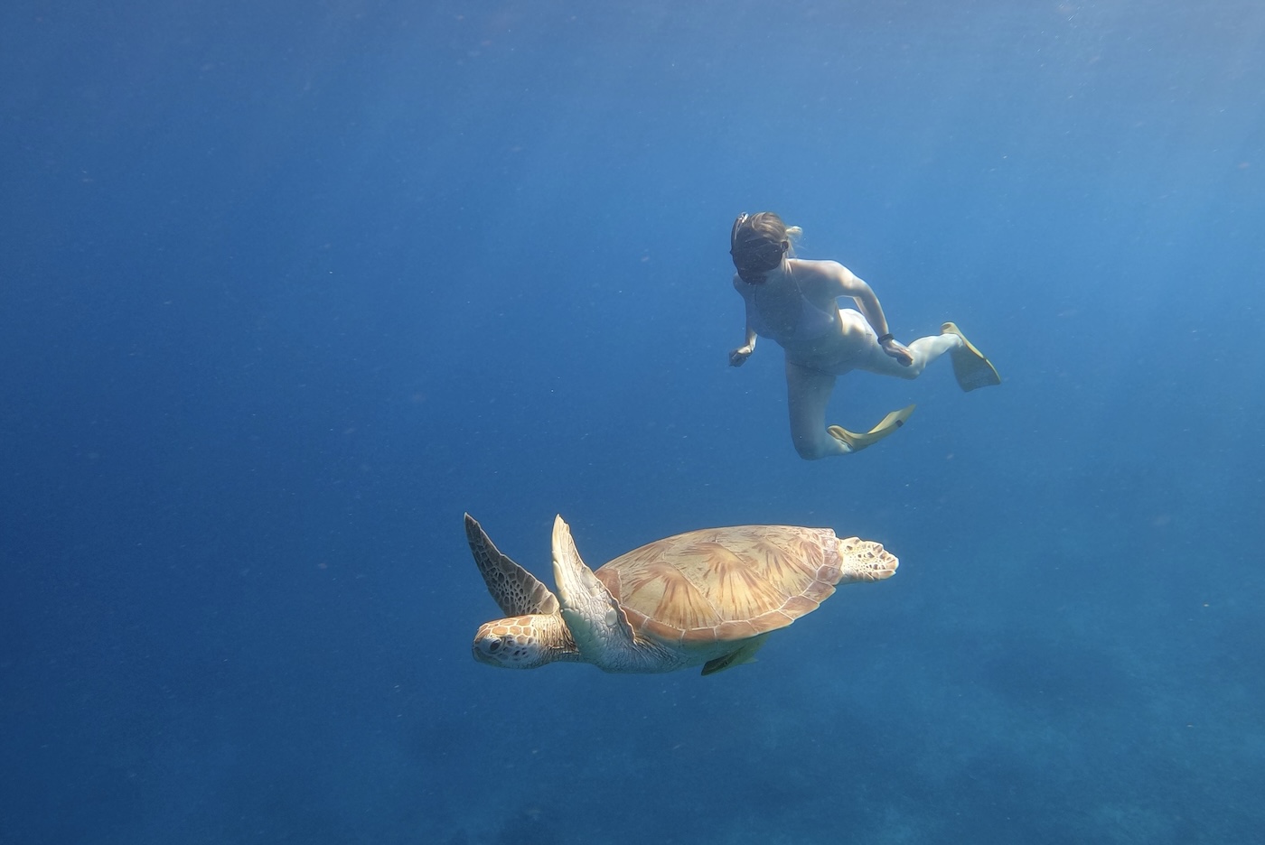 Blobfish International announces fundraising pledge for Great Barrier Reef Foundation