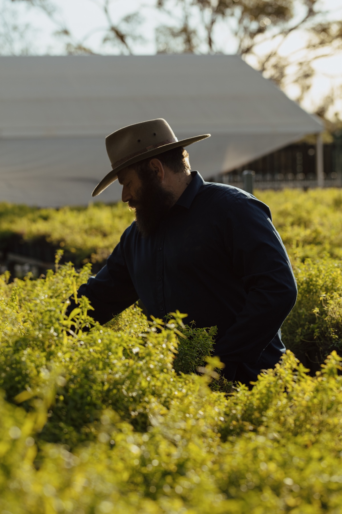 Super Studio crafts a story of Indigenous heritage for Pundi Bitters