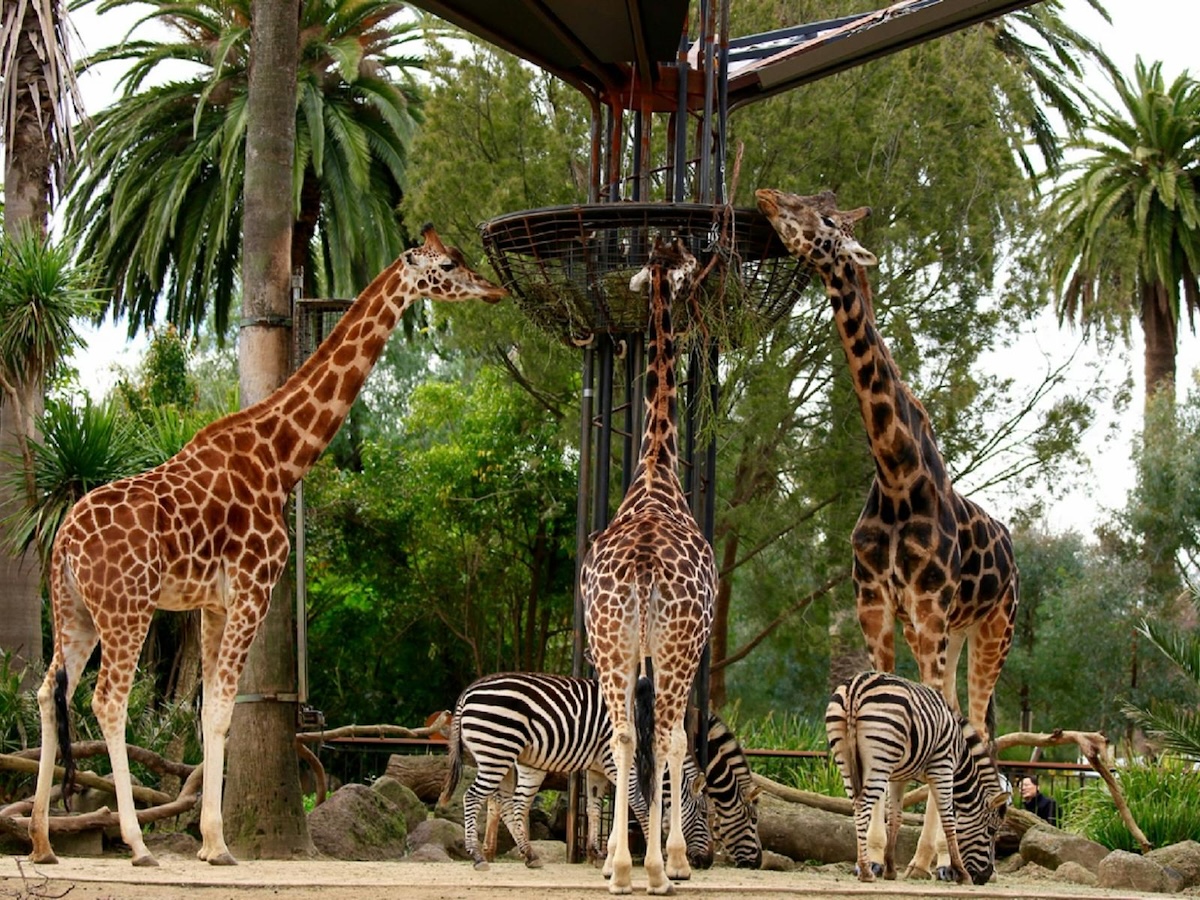Content agency Heads & Tales retains Zoos Victoria following a competitive pitch