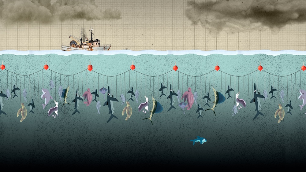 Photoplay’s Dropbear and Greenpeace Unite to Protect Oceans from Long Line Fishing