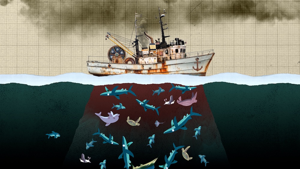 Photoplay’s Dropbear and Greenpeace Unite to Protect Oceans from Long Line Fishing