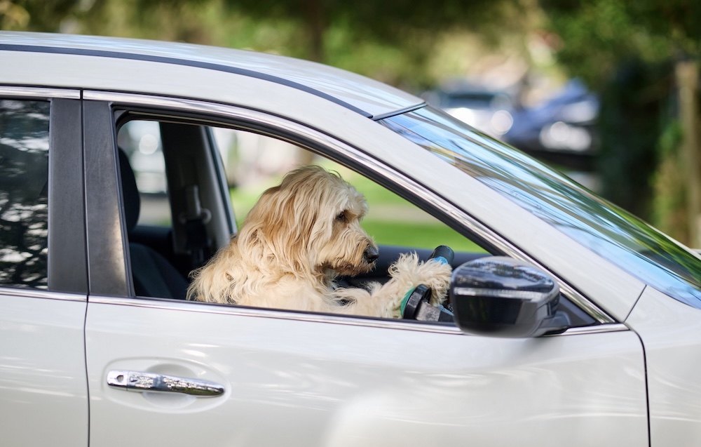 Uber Eats puts world’s first ‘Delivery Dog’ behind the wheel in new campaign with Petbarn via Hello