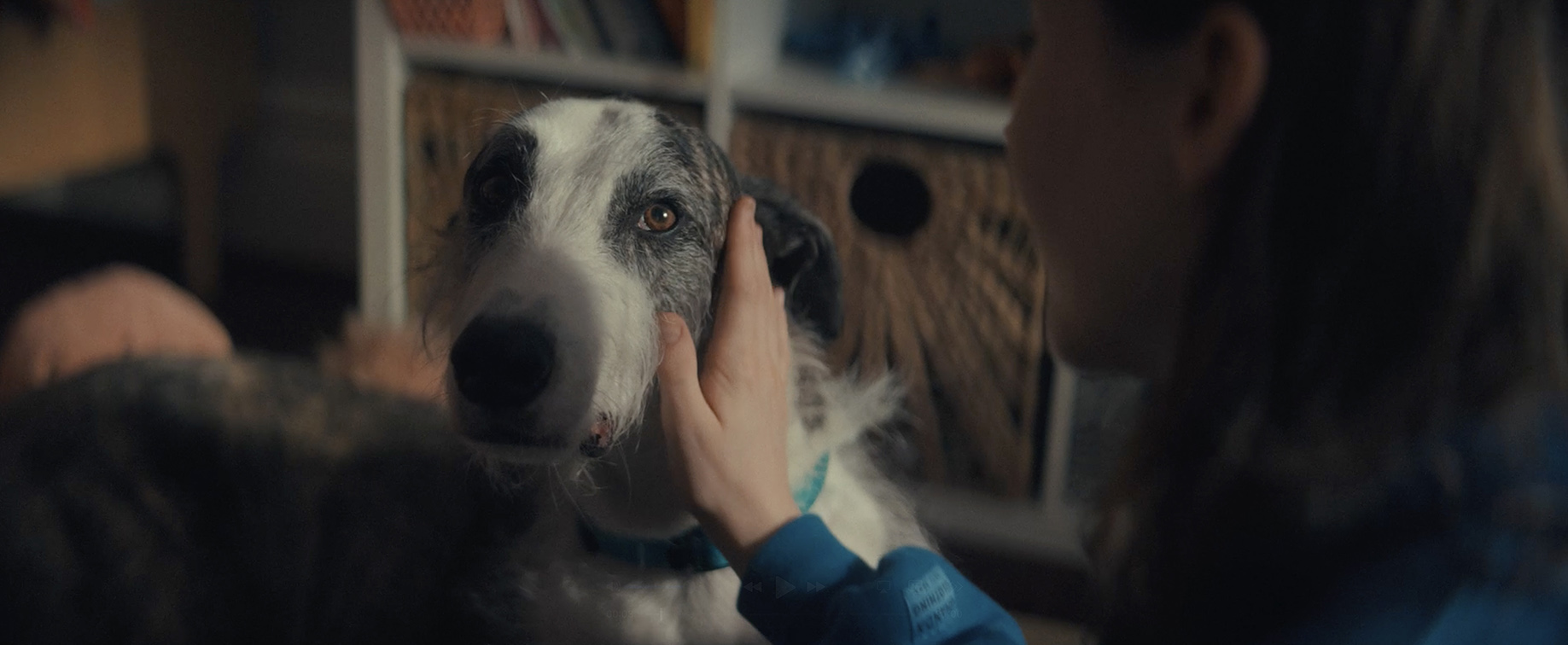KWP+Partners Perth’s ‘This Is Love’ film for RSPCA WA shows what real love looks like
