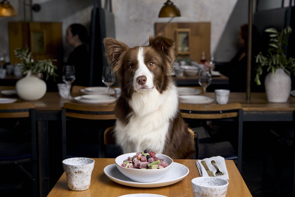 Aussie pet food brand Scratch serves up fine dining for dogs in new ‘Yes Chef’ campaign