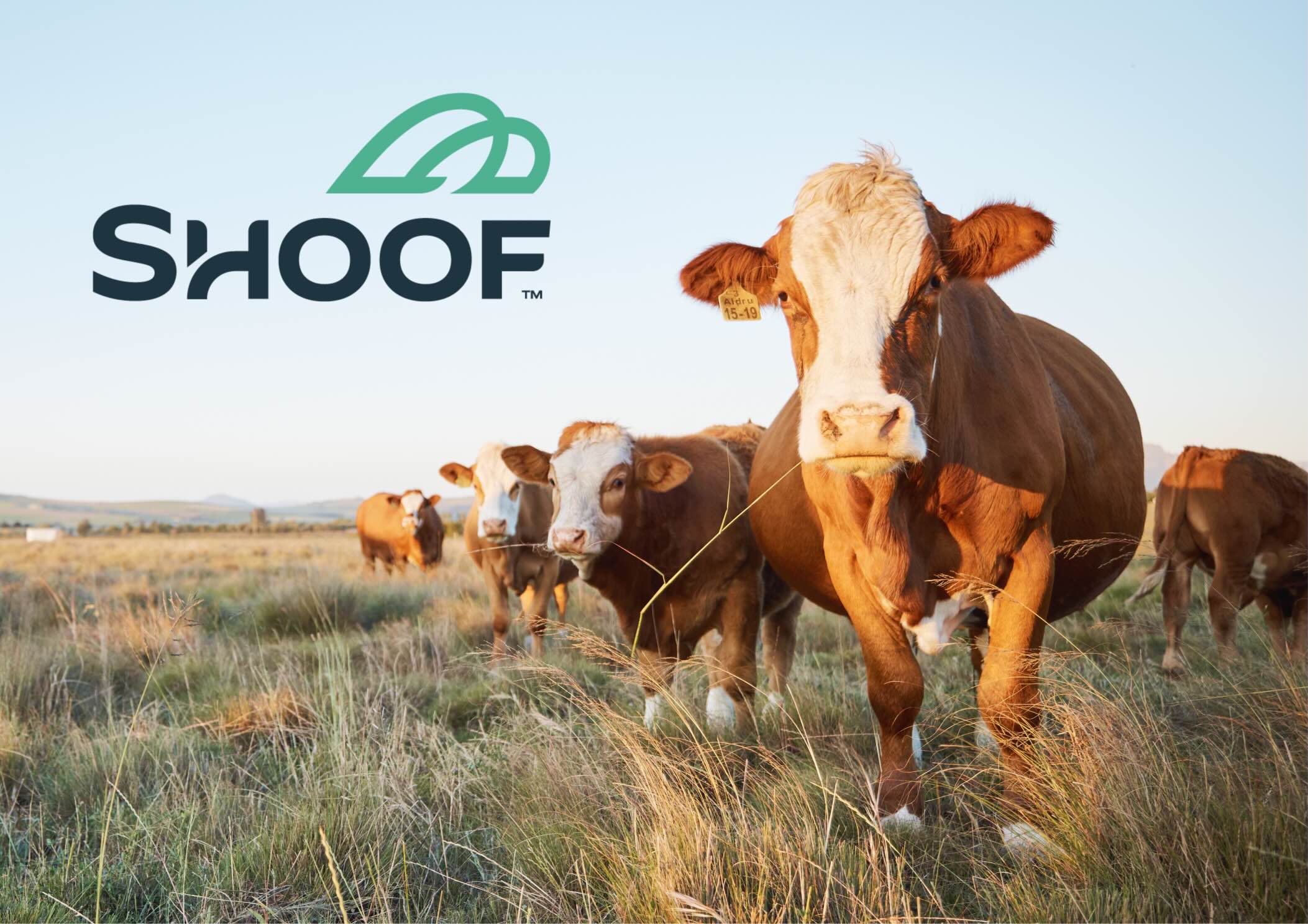 Shoof International appoints Tonic Communications to lead PR and social