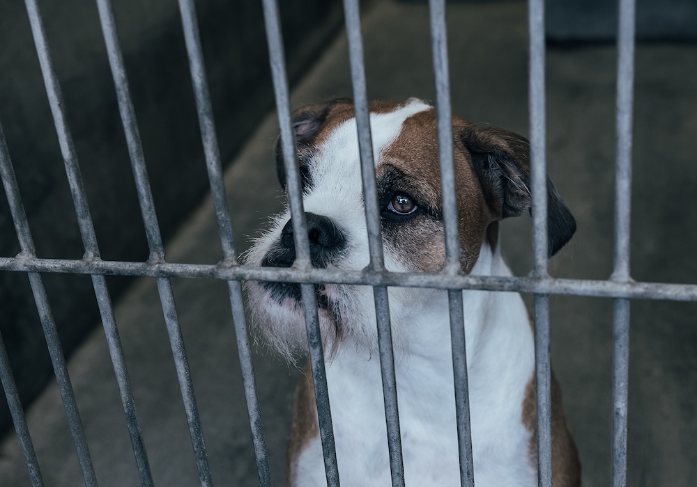 Auckland Council unleashes new campaign to tackle roaming dogs problem via Exit Films