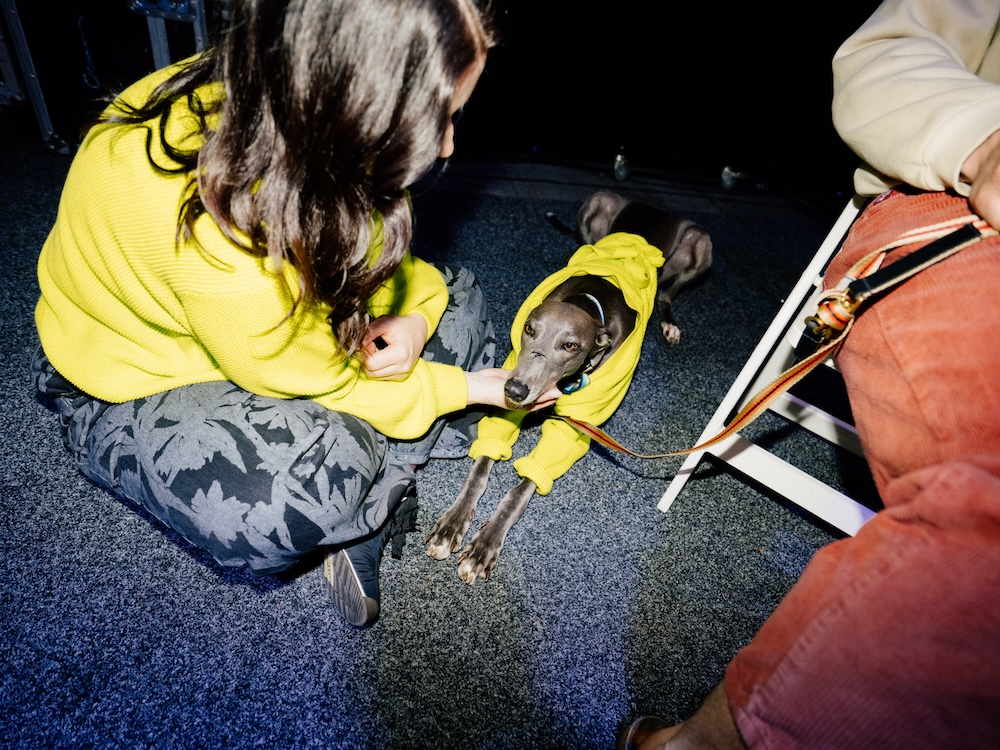 Greyhounds strut the runway at NZ Fashion Week in new adoption campaign via Special New Zealand