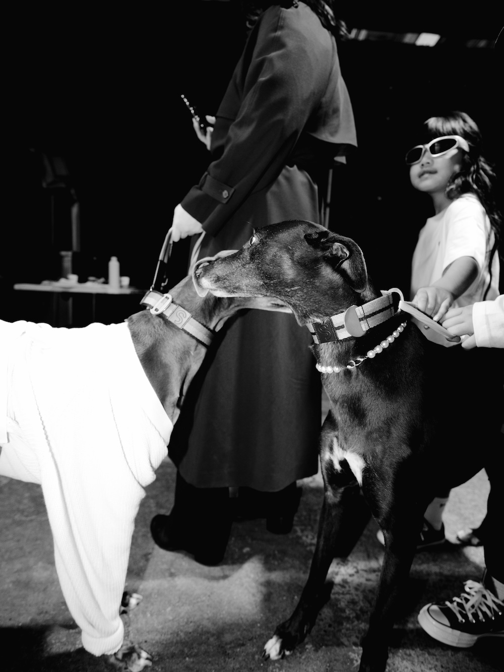 Greyhounds strut the runway at NZ Fashion Week in new adoption campaign via Special New Zealand