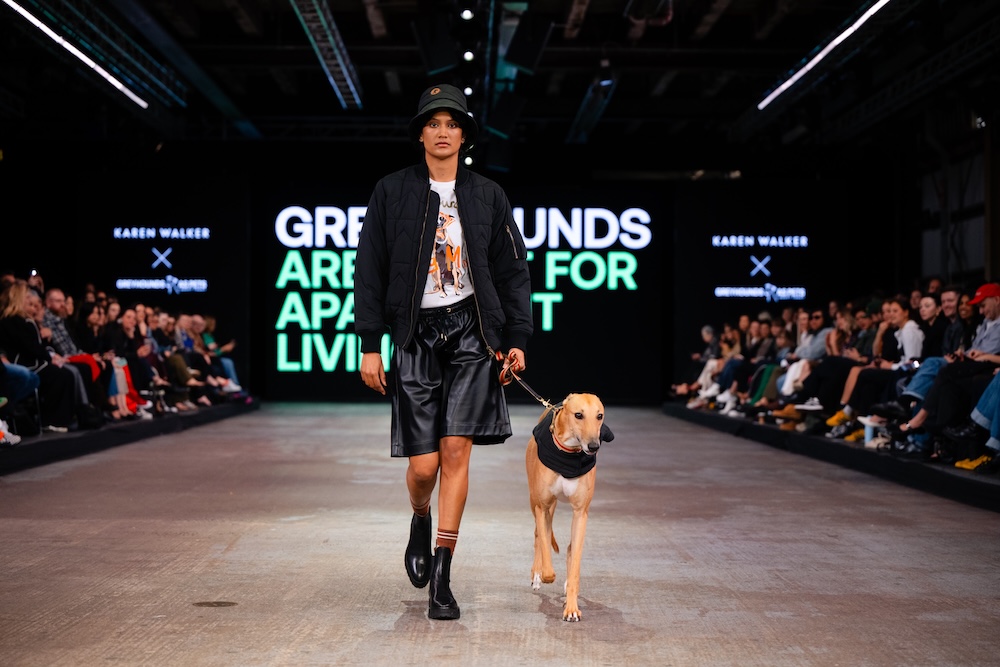 Greyhounds strut the runway at NZ Fashion Week in new adoption campaign via Special New Zealand