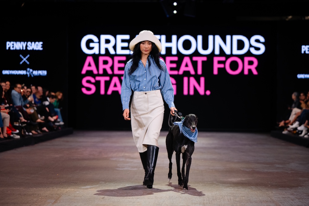 Greyhounds strut the runway at NZ Fashion Week in new adoption campaign via Special New Zealand