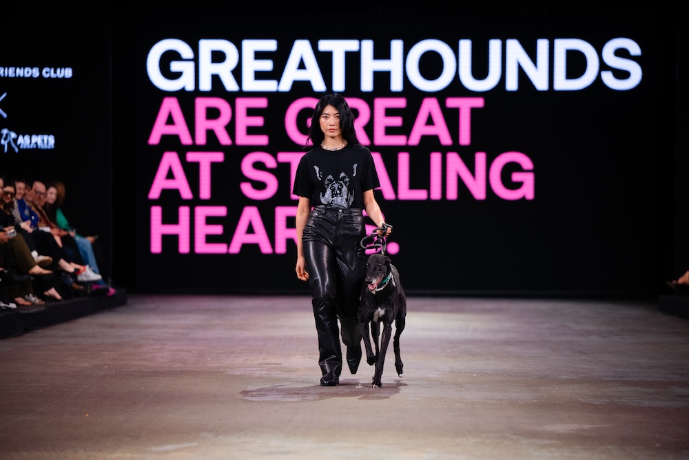 Greyhounds strut the runway at NZ Fashion Week in new adoption campaign via Special New Zealand