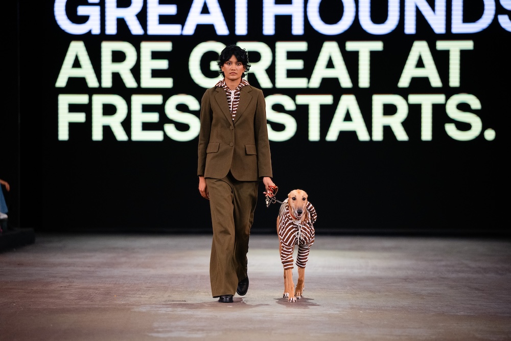 Greyhounds strut the runway at NZ Fashion Week in new adoption campaign via Special New Zealand