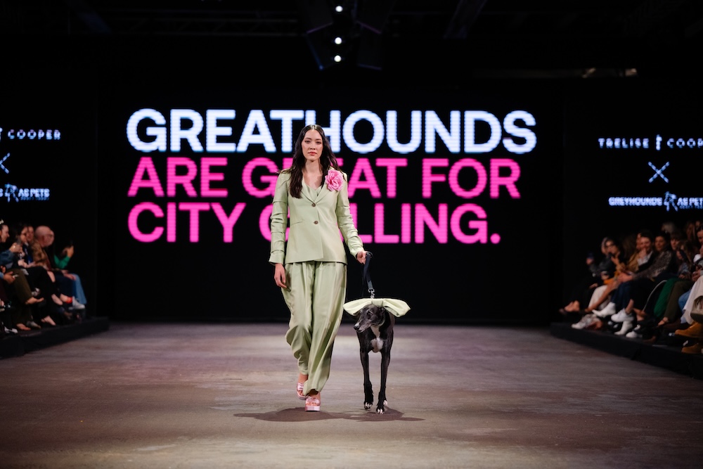Greyhounds strut the runway at NZ Fashion Week in new adoption campaign via Special New Zealand
