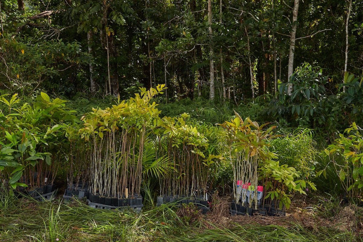 Australian fashion brand Alémais launches new Forest Project campaign to restore 12 hectares of Daintree Rainforest via Wildfire Content + MAP
