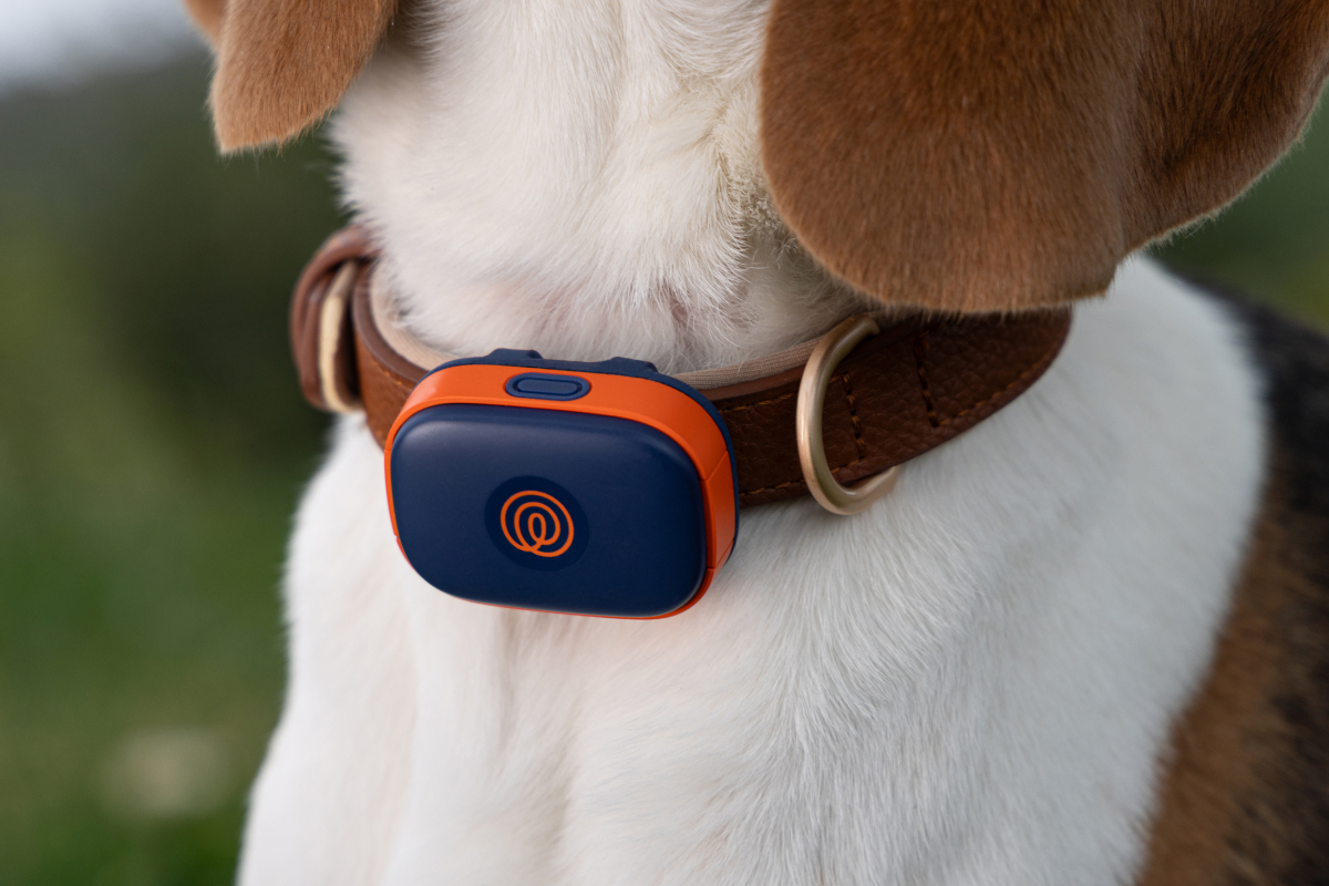 History Will Be Kind leads Life360 Pet GPS launch campaign feat. viral runaway dachshund Valerie