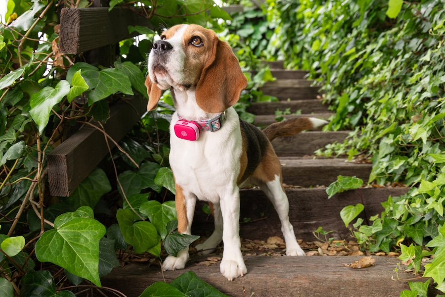 History Will Be Kind leads Life360 Pet GPS launch campaign feat. viral runaway dachshund Valerie