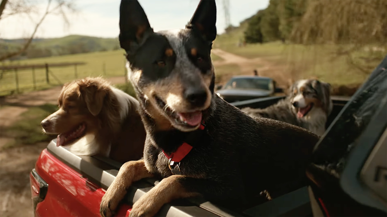 Toyota HiLux unleashes dog army in latest Saatchi Australia film directed by Christopher Riggert
