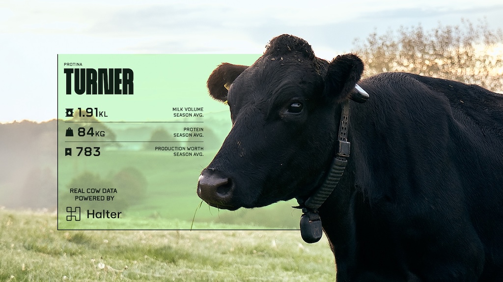 Meadow Fresh launches fantasy league for cows in new campaign via McCann New Zealand