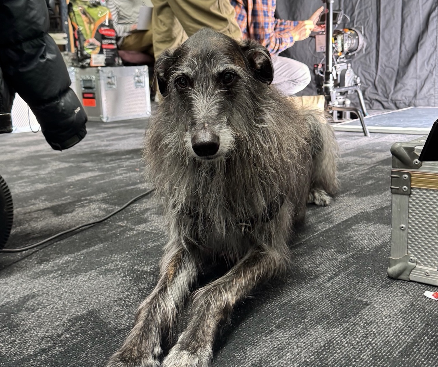 Hankin’s Rankins: Bestest Dogs in the Advertising Industry