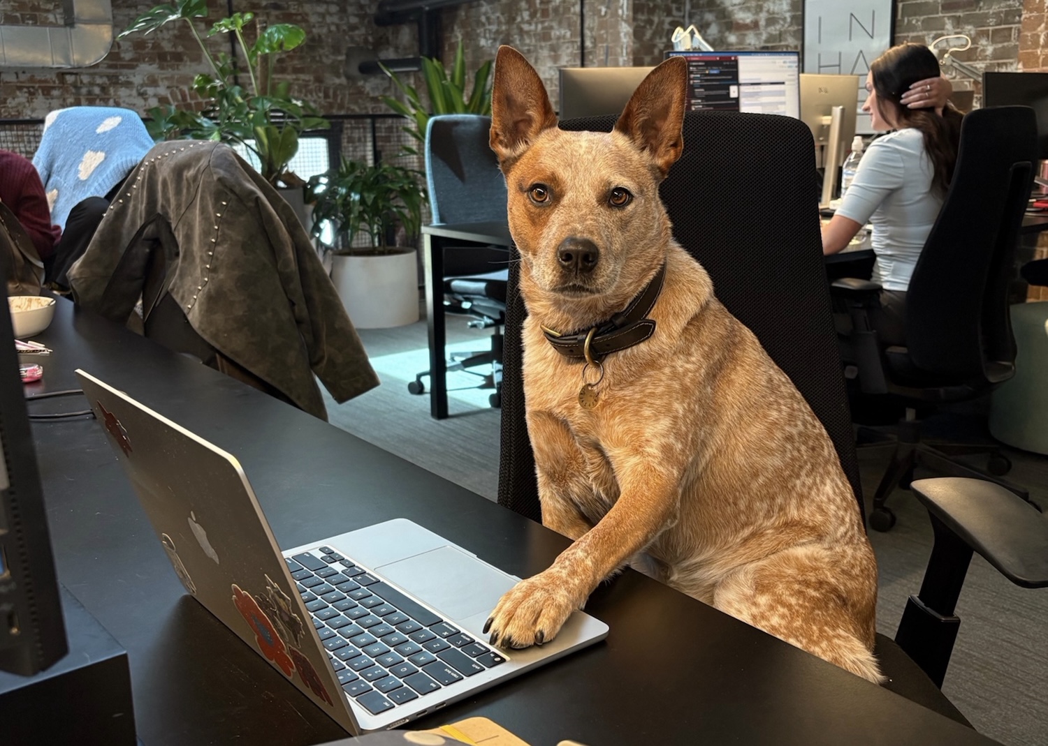 Hankin’s Rankins: Bestest Dogs in the Advertising Industry