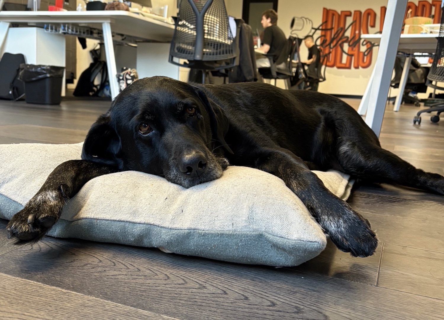 Hankin’s Rankins: Bestest Dogs in the Advertising Industry