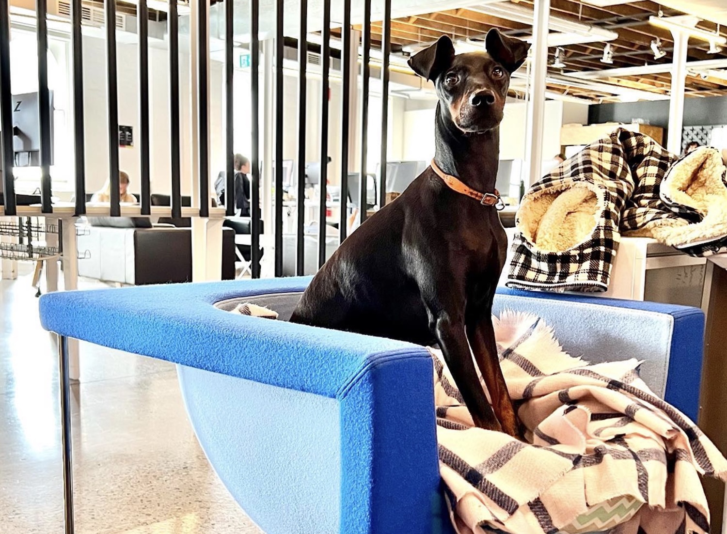 Hankin’s Rankins: Bestest Dogs in the Advertising Industry