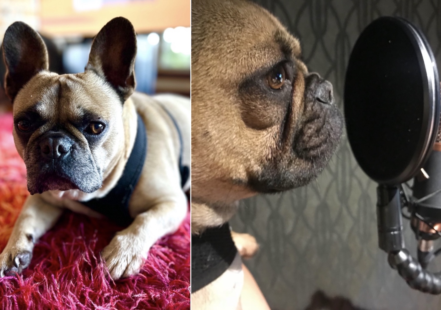 Hankin’s Rankins: Bestest Dogs in the Advertising Industry