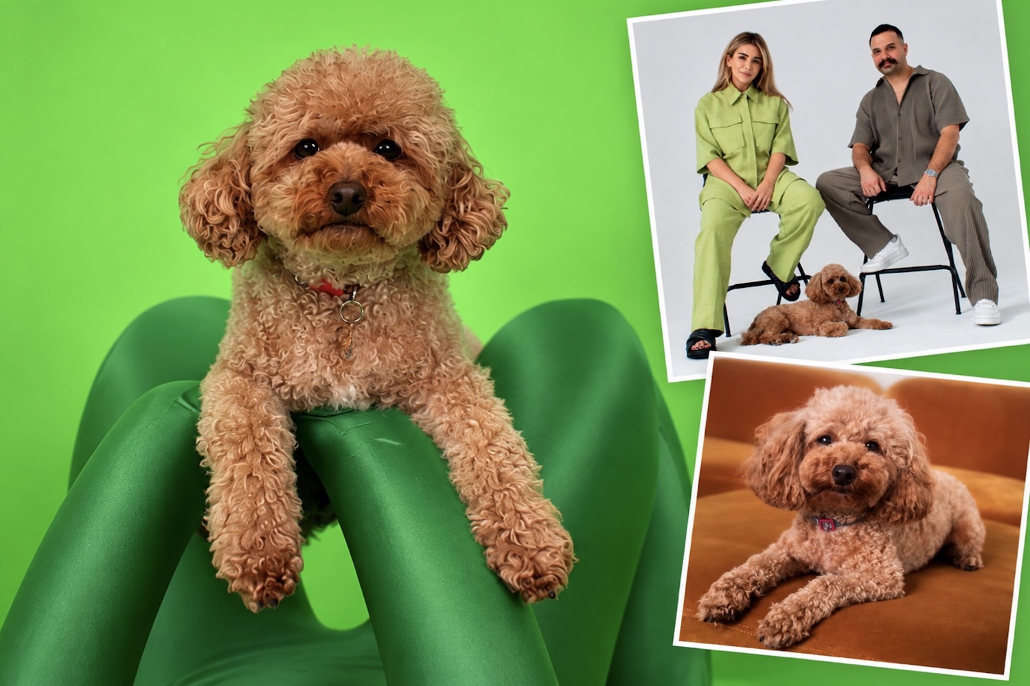 Hankin’s Rankins: Bestest Dogs in the Advertising Industry