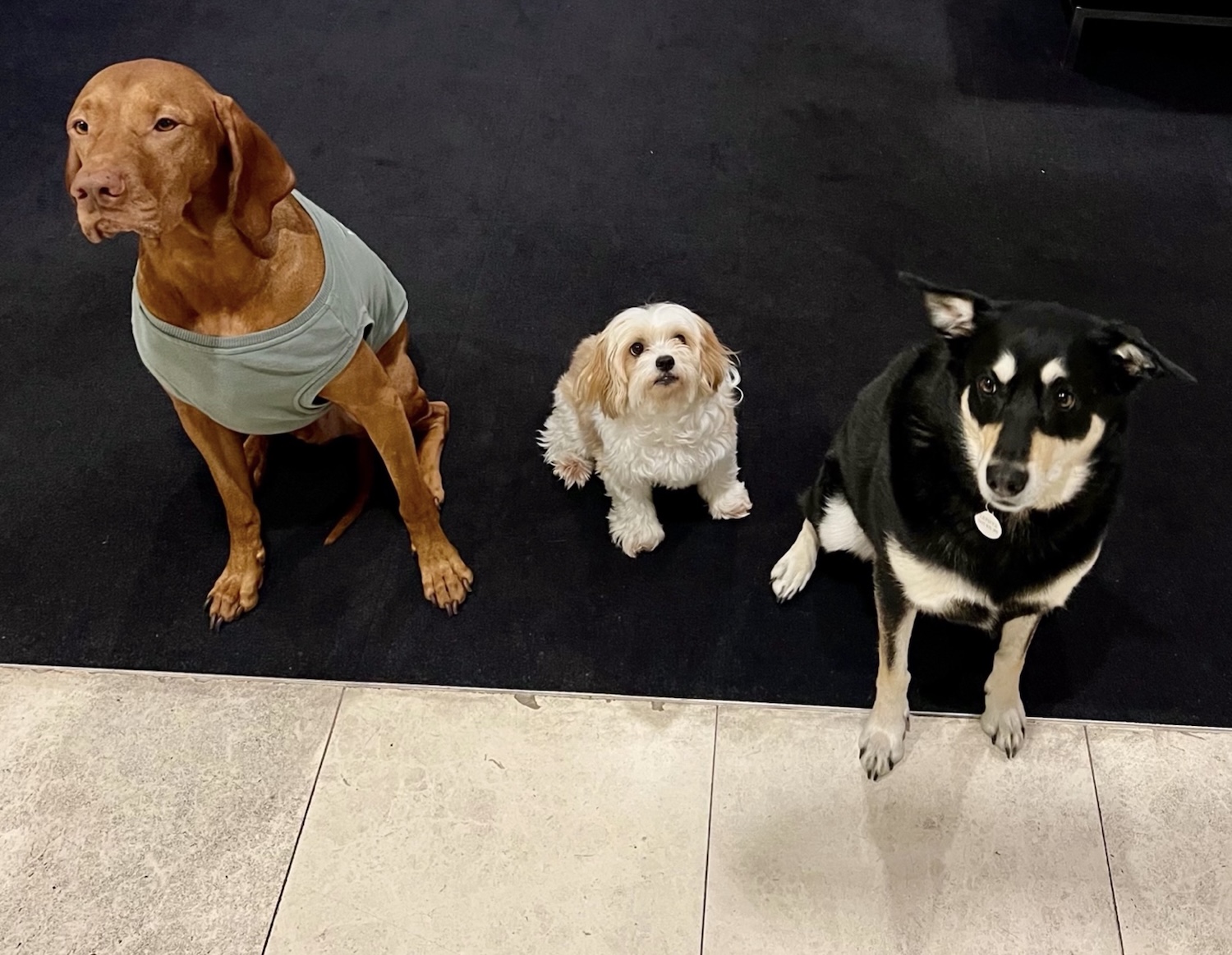 Hankin’s Rankins: Bestest Dogs in the Advertising Industry