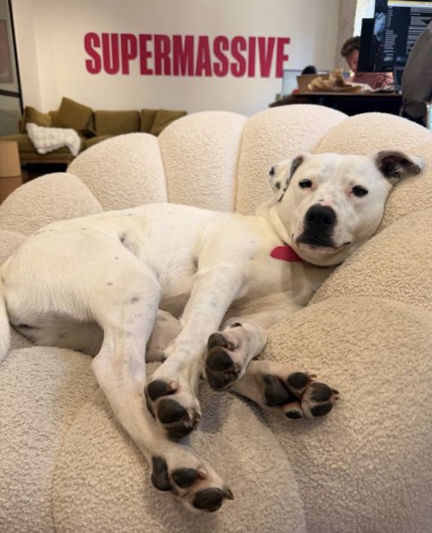 Hankin’s Rankins: Bestest Dogs in the Advertising Industry