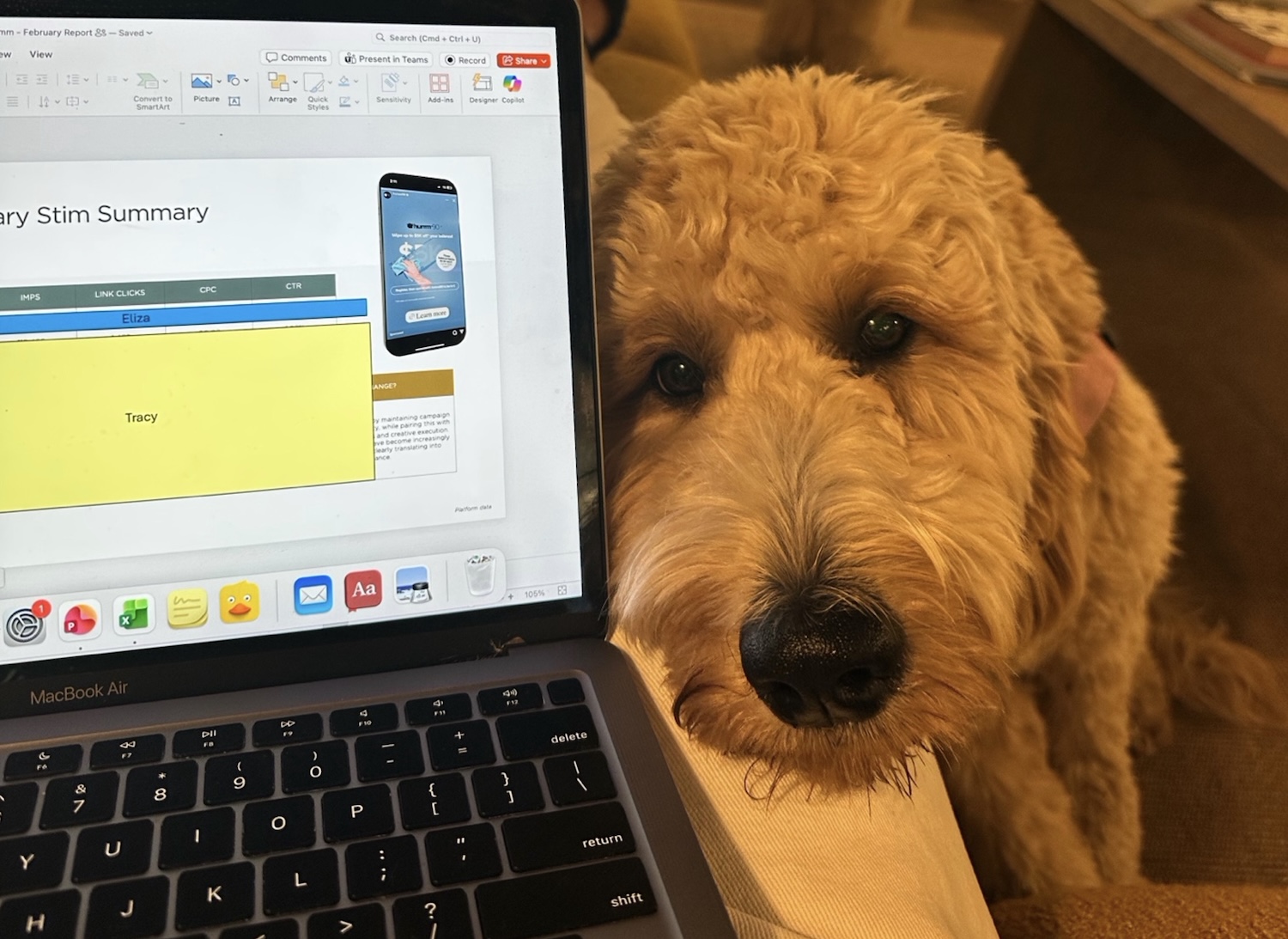 Hankin’s Rankins: Bestest Dogs in the Advertising Industry